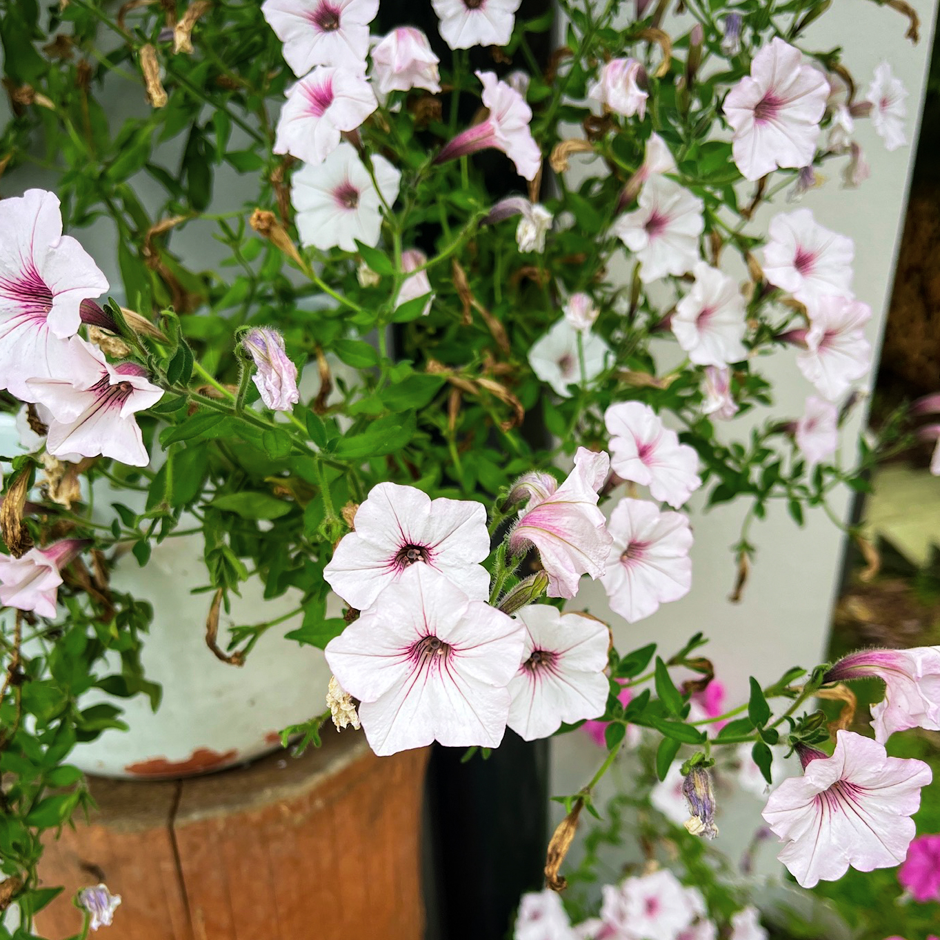 Garden project